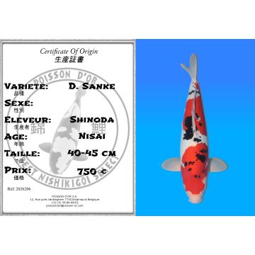 Koï Japon D. Sanke éleveur Shinoda 40-45 cm