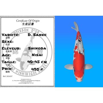 Koï Japon D. Sanke éleveur Shinoda 40-45 cm