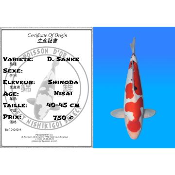 Koï Japon D. Sanke éleveur Shinoda 40-45 cm