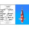 Koï Japon D. Sanke éleveur Shinoda 40-45 cm