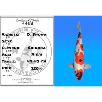 Koï Japon D. Showa éleveur Shinoda 40-45 cm