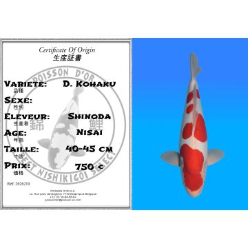 Koï Japon D. Kohaku éleveur Shinoda 40-45 cm