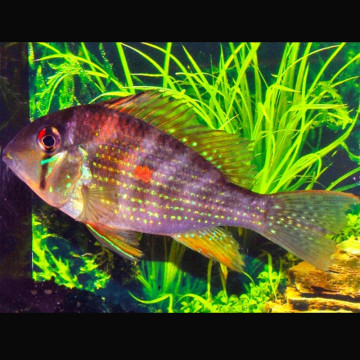 Acarichthys Heckelii - Acara de Heckel 6-8 cm