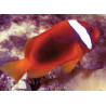 Amphiprion Frenatus : 2 à 3 cm  Elevage