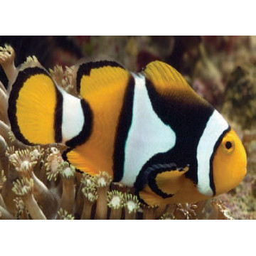 Amphiprion Percula :  2-3.5 cm  élevage