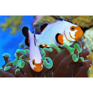 Amphiprion Ocellaris "Platinium" 4-6 cm