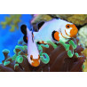 Amphiprion Ocellaris "Platinium" 4-6 cm