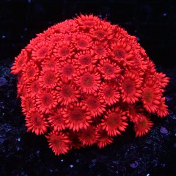 Goniopora Rouge 4-5 cm