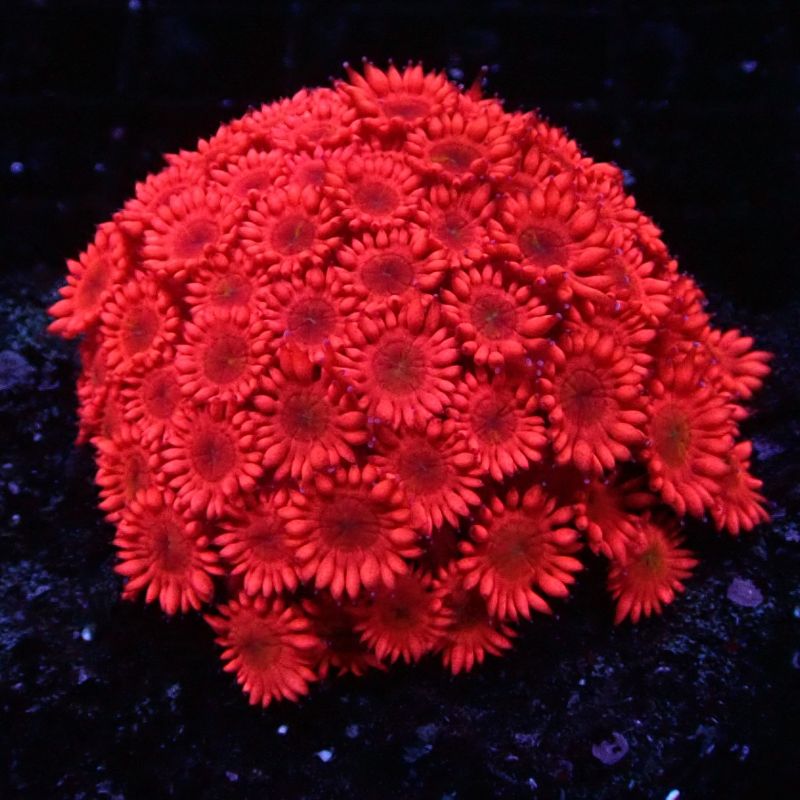 Goniopora rood 4-5 cm