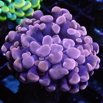 Bouture euphyllia parancora rose (1 polype)