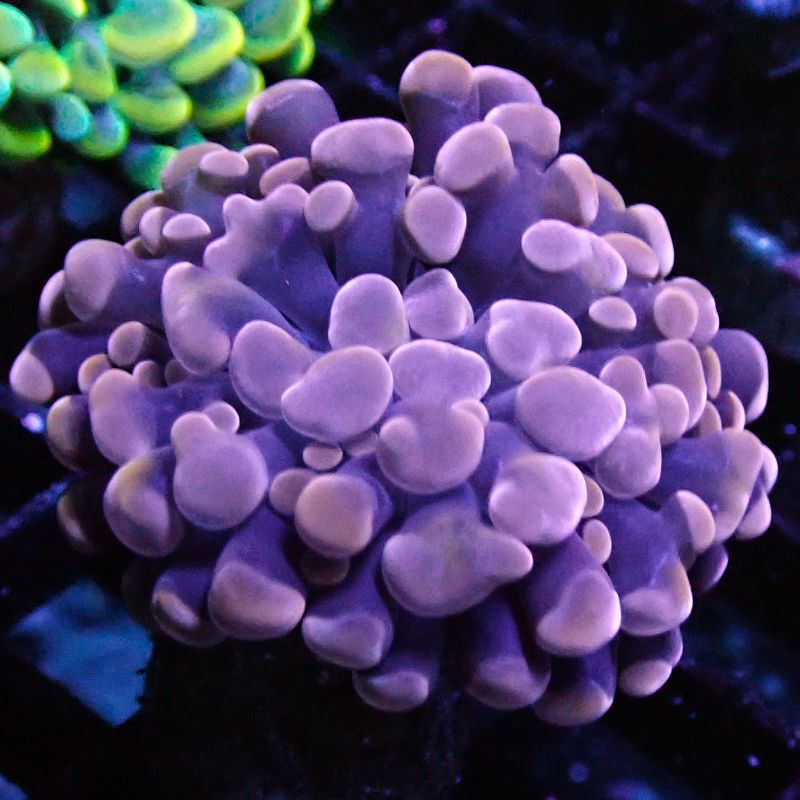 Bouture euphyllia parancora rose (1 polype)