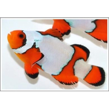 Amphiprion Ocellaris "Premium Snow Flake" 4-6cm