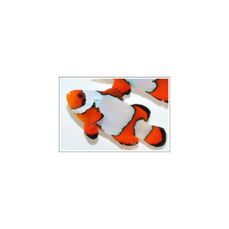 Amphiprion Ocellaris "Premium Snow Flake" 4-6cm