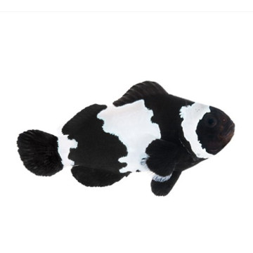 Amphiprion Ocellaris "Black Snow flake" 3-5 cm