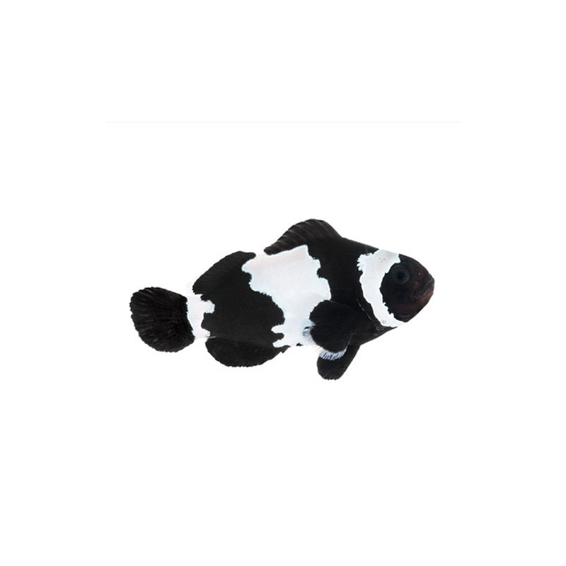 Amphiprion Ocellaris "Black Snow flake" 3-5 cm