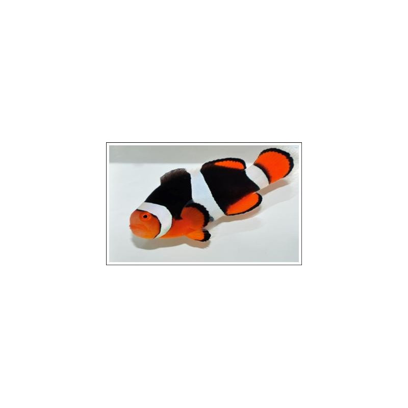 Amphiprion Percula Onyx 3-4 cm