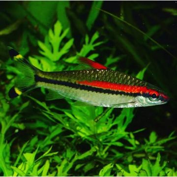 Sahyadria denisonii (Puntius Denisonii) - Torpedo barbeel