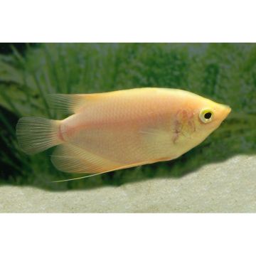 Reuze Gourami Gold 15cm
