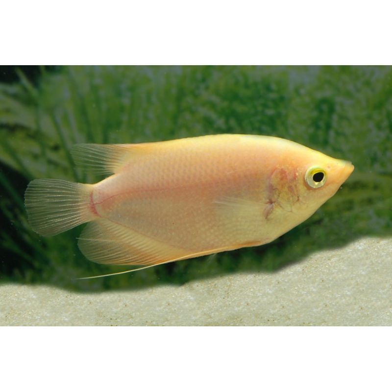 Gourami géant Gold 15cm