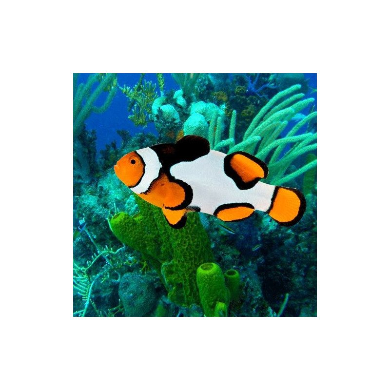 Amphiprion Percula "Picasso Premium" 3-4 cm