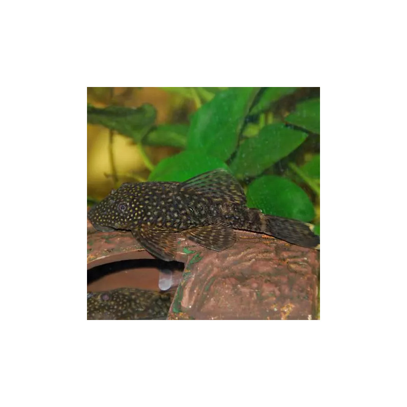 Pterygoplichthys Gibbiceps white - Pléco voilés white albino 8-10cm