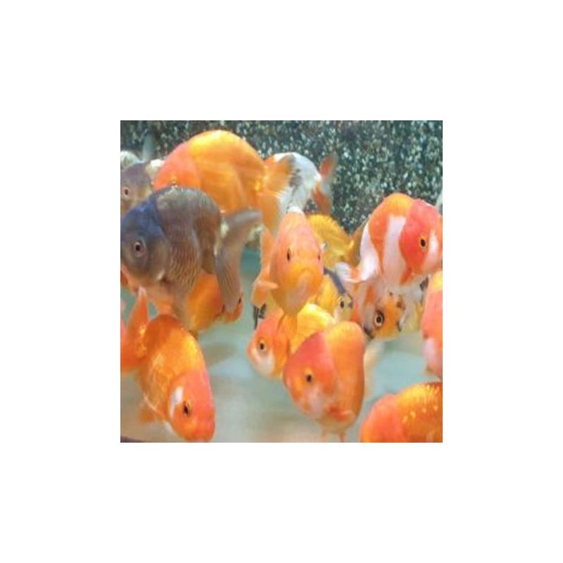 Voiles de Chine assortis 4-5 cm lot de 2