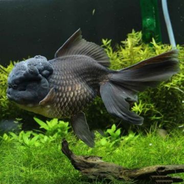 Voiles de Chine assortis 4-5 cm lot de 2