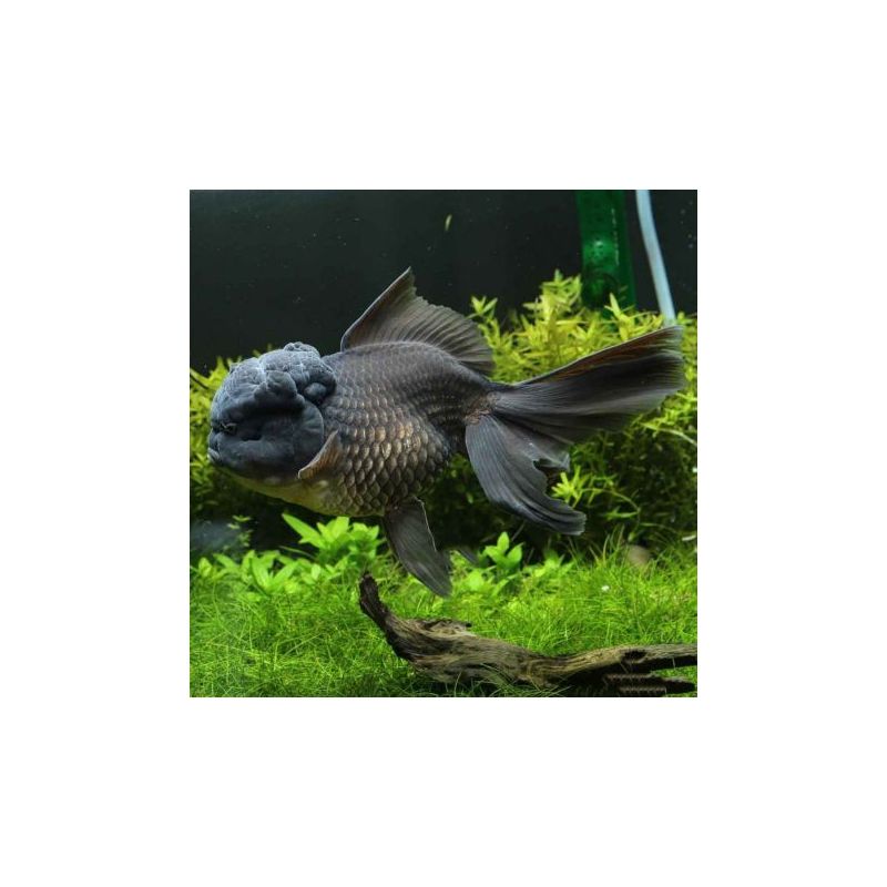 Voiles de Chine assortis 4-5 cm