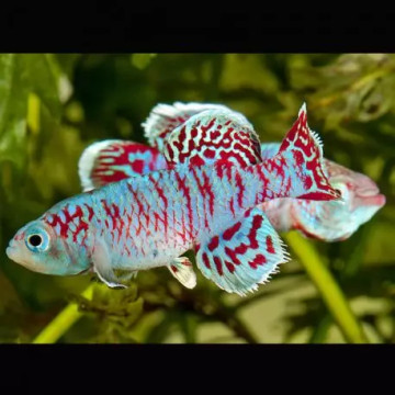 Nothobranchius Eggersi bleus le couple 3-4cm