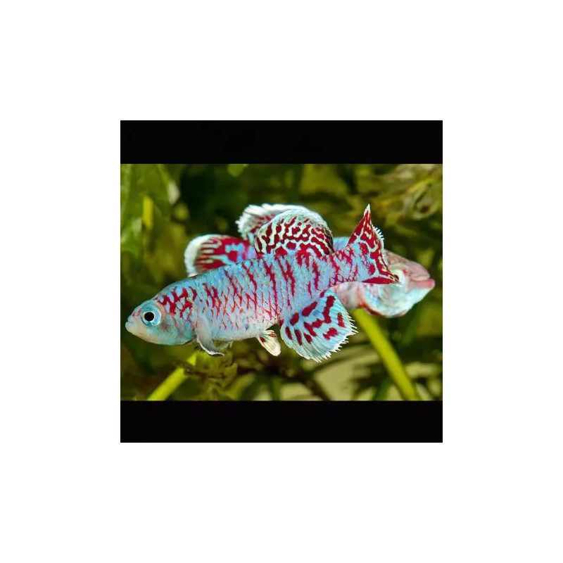 Nothobranchius Eggersi blauw koppel 3-4cm