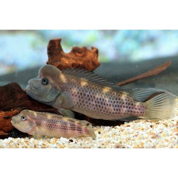 Ctenopoma acutirostre