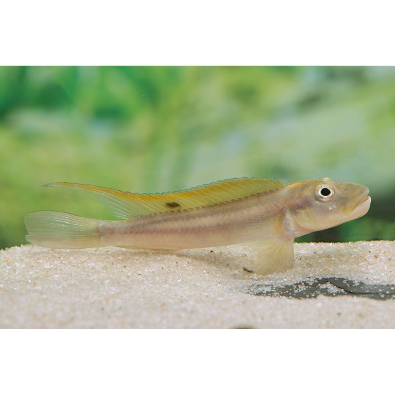 Ctenopoma acutirostre