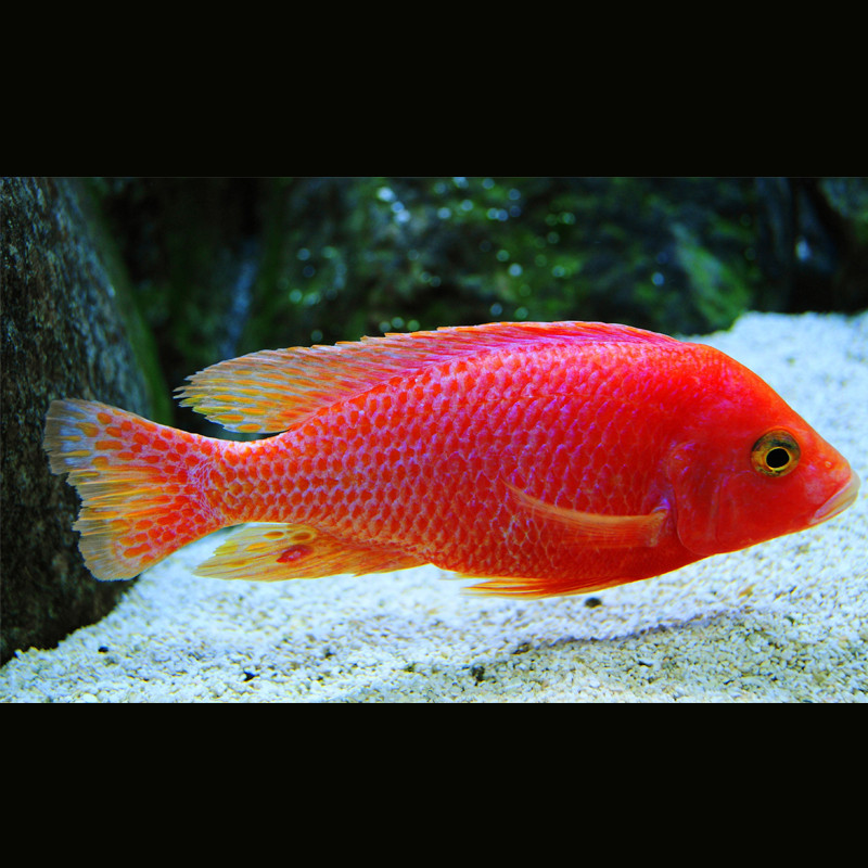 Aulonocara Sp Fire Fish koppel 8-10 cm 