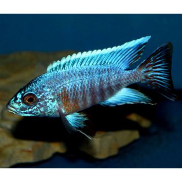 Aulonocara Turkis 7-8 cm koppel