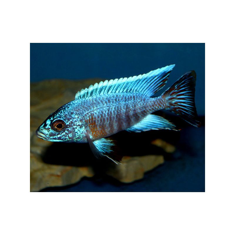 Aulonocara Sp FireFish 6-7cm le couple