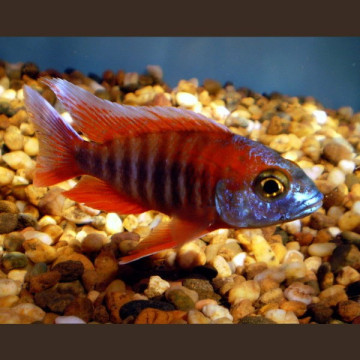 Aulonocara jacobfreibergi - Trematocranus Regina Liala Red koppel 10-12cm