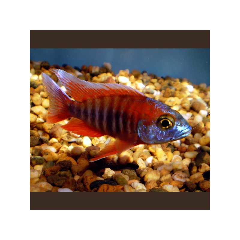 Aulonocara jacobfreibergi - Trematocranus Regina Liala Red koppel 10-12cm