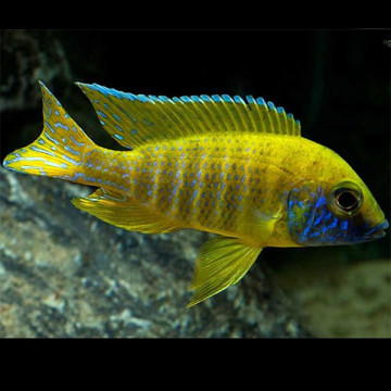 Aulonocara Baenschi le couple 8-9 cm