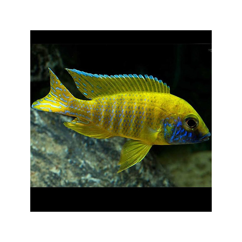 Aulonocara Baenschi Maleri le couple 10-12 cm