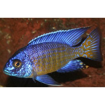 Aulonocara Baenschi Maleri koppel 10-12 cm