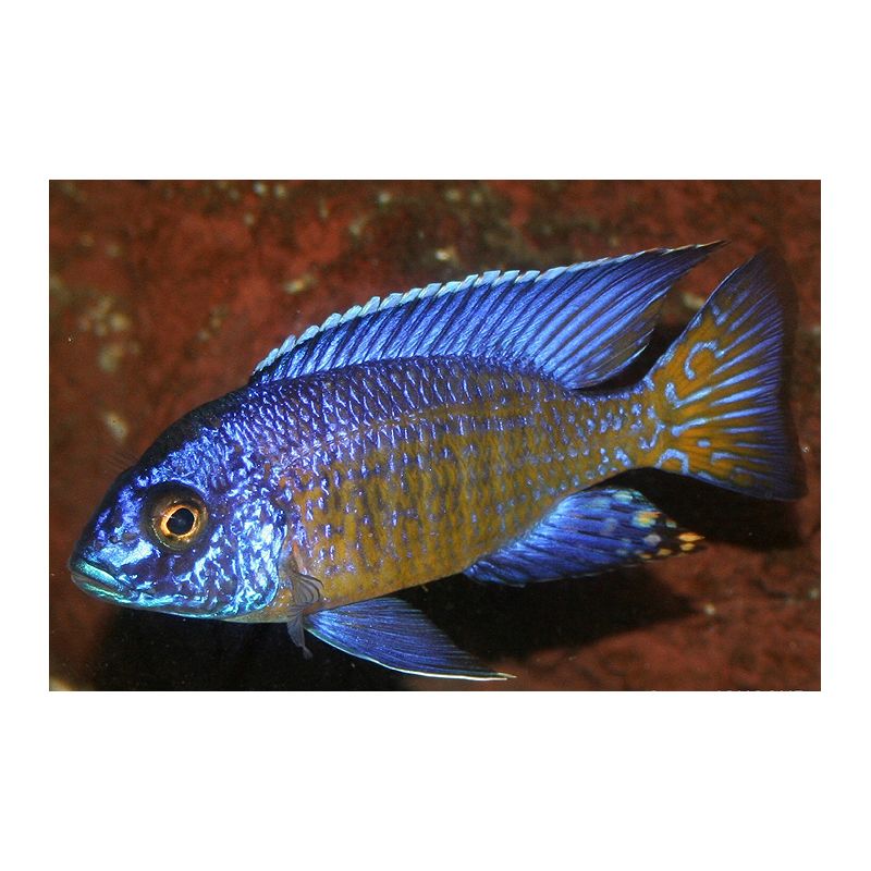 Aulonocara Baenschi Maleri le couple 10-12 cm