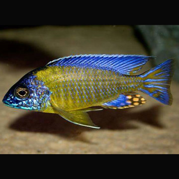 Aulonocara Blue Néon koppel 10 - 12 cm 