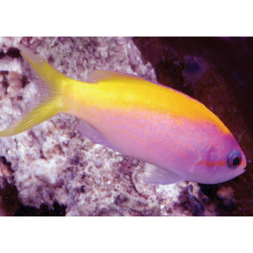 Pseudanthias evansi femelle* : 3-5 cm  