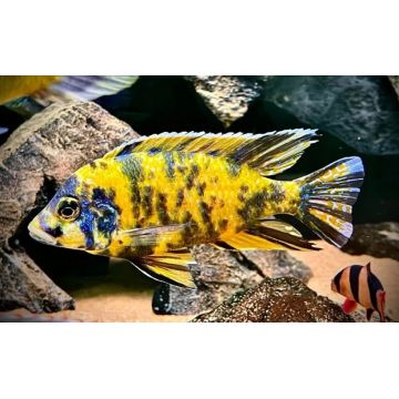 Aulonocara Nyassae blauw koppel 10-12cm 