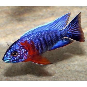 Aulonocara jacobfreibergi - Trematocranus Regina Liala Red le couple 10-12cm