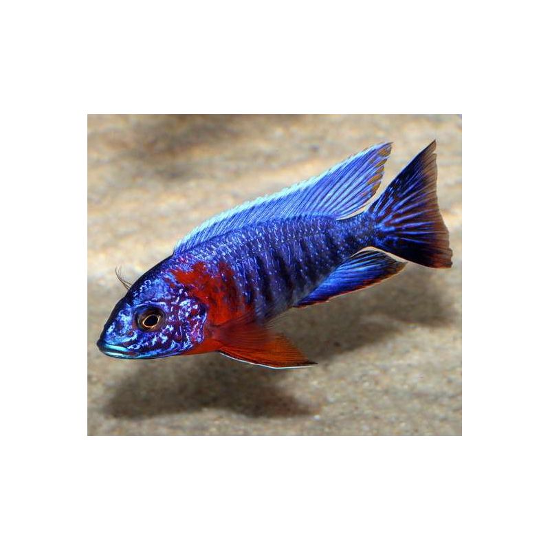 Aulonocara jacobfreibergi - Trematocranus Regina Liala Red le couple 10-12cm