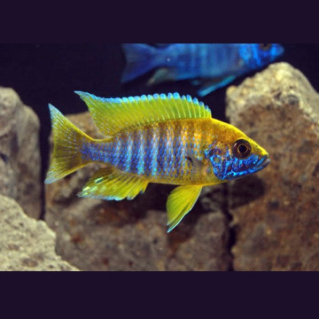 Aulonocara Mamelela 10-12 cm le couple