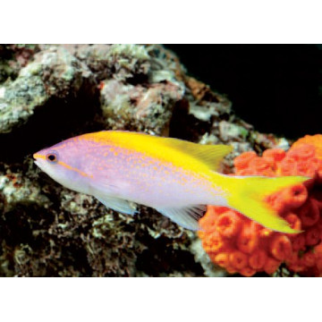Pseudanthias evansi* 6 à 8 cm  43,50 €