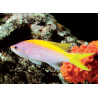 Pseudanthias evansi* 6 à 8 cm  43,50 €