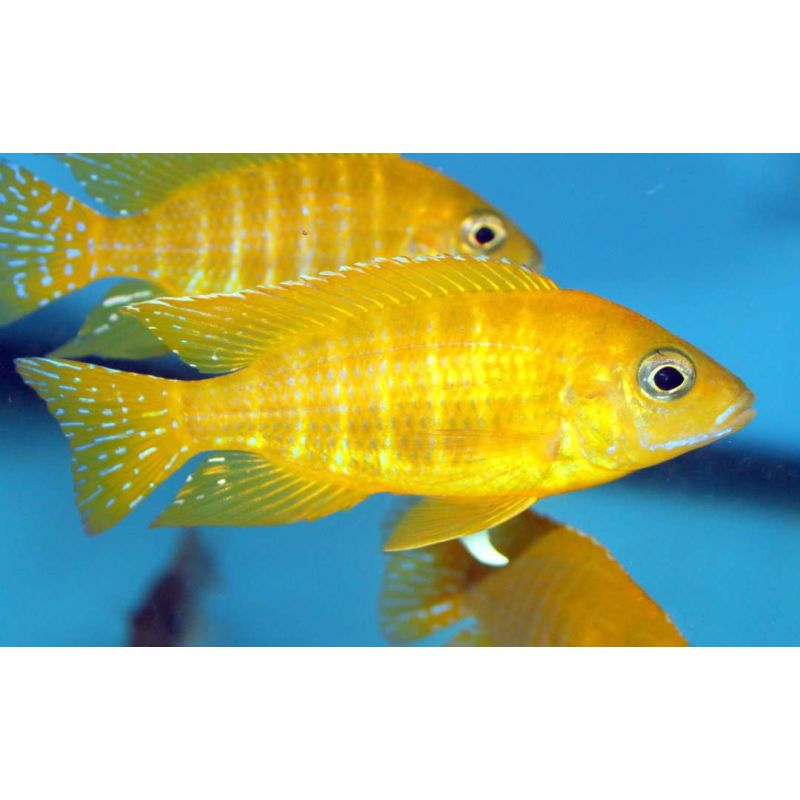 Aulonocara Mamelela koppel 10-12 cm